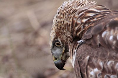 _MG_6128 Red-tailed Hawk.jpg