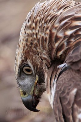 _MG_6128crop Red-tailed Hawk.jpg