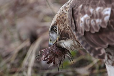 _MG_6145 Red-tailed Hawk taking Mallard.jpg