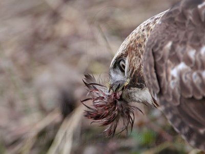 _MG_6155 Red-tailed Hawk taking Mallard.jpg