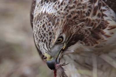 _MG_6244 Red-tailed Hawk taking Mallard.jpg