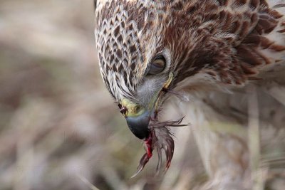 _MG_6248 Red-tailed Hawk taking Mallard.jpg