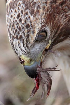 _MG_6248crop Red-tailed Hawk taking Mallard.jpg