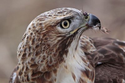 _MG_6268 Red-tailed Hawk taking Mallard.jpg