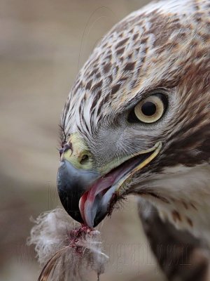 _MG_6318crop Red-tailed Hawk taking Mallard.jpg