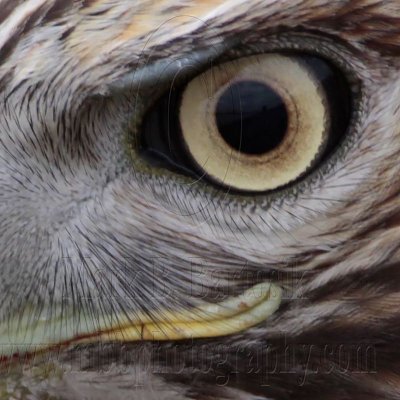 _MG_6569crop Red-tailed Hawk.jpg