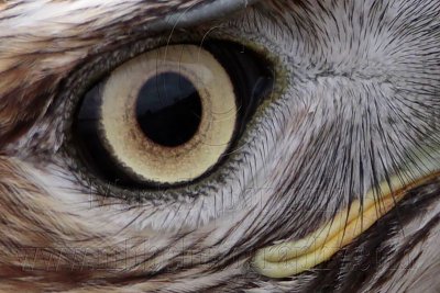 _MG_6679crop Red-tailed Hawk.jpg