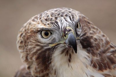 _MG_6744 Red-tailed Hawk.jpg