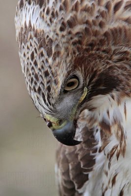 _MG_6824 Red-tailed Hawk.jpg
