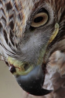 _MG_6824crop Red-tailed Hawk.jpg