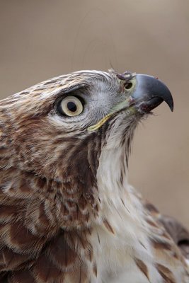 _MG_6901 Red-tailed Hawk.jpg