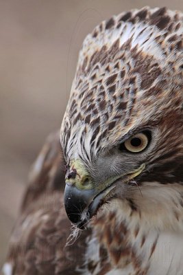 _MG_7207 Red-tailed Hawk taking Mallard.jpg