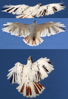 Leucistic Red-tailed Hawk - Katy - Texas -  January 2010