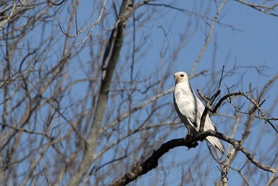 _MG_7196 Leucistic Red-tailed Hawk.jpg