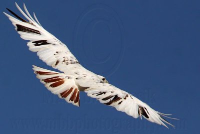 _MG_7269 Leucistic Red-tailed Hawk.jpg