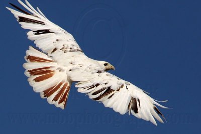 _MG_7271 Leucistic Red-tailed Hawk.jpg