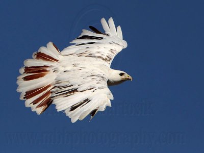 _MG_7274 Leucistic Red-tailed Hawk.jpg