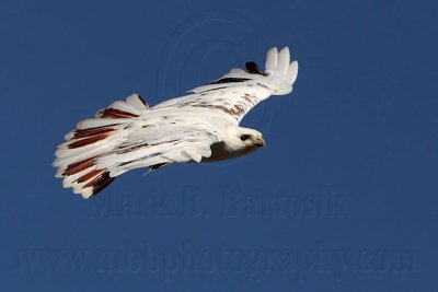 _MG_7275 Leucistic Red-tailed Hawk.jpg