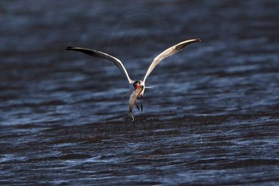 _MG_8480 Caspian Tern.jpg