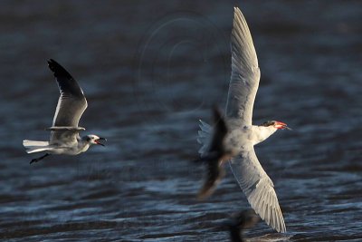 _MG_8517 Caspian Tern & Laughing Gull.jpg
