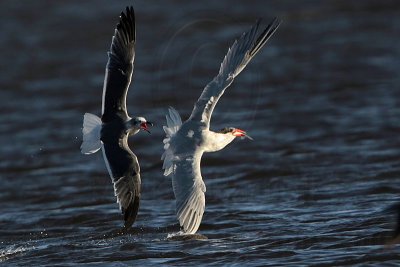 _MG_8518 Caspian Tern & Laughing Gull.jpg