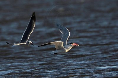 _MG_8523 Caspian Tern & Laughing Gull.jpg