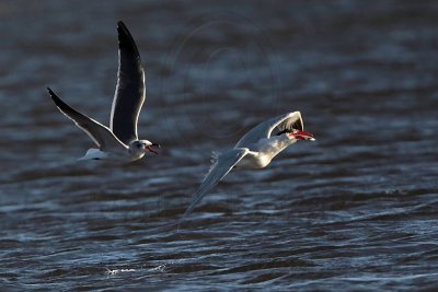 _MG_8524 Caspian Tern & Laughing Gull.jpg