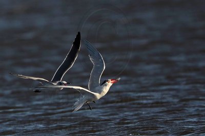 _MG_8525 Caspian Tern & Laughing Gull.jpg