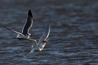 _MG_8526 Caspian Tern & Laughing Gull.jpg