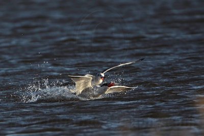 _MG_8528 Caspian Tern & Laughing Gull.jpg