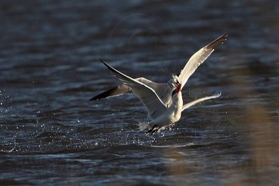 _MG_8529 Caspian Tern & Laughing Gull.jpg