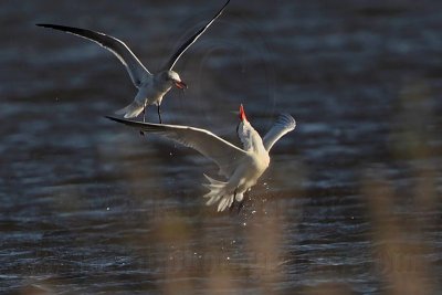 _MG_8530 Caspian Tern & Laughing Gull.jpg
