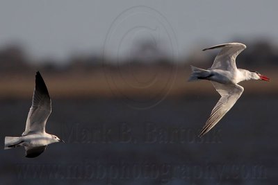 _MG_8536 Caspian Tern & Laughing Gull.jpg