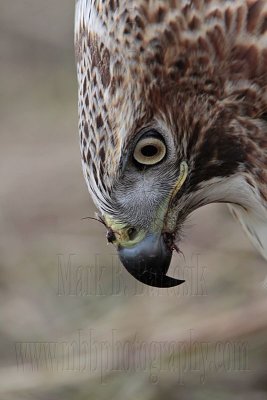 _MG_7331 Red-tailed Hawk.jpg