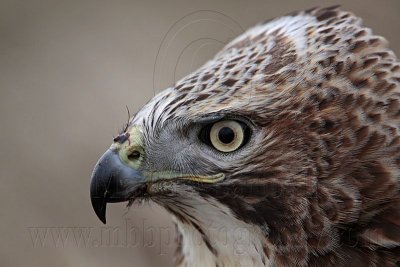 _MG_7346 Red-tailed Hawk.jpg