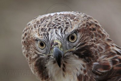 _MG_7380 Red-tailed Hawk.jpg