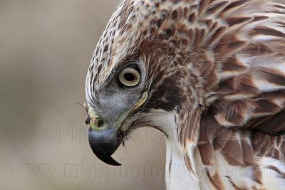 _MG_7408 Red-tailed Hawk.jpg