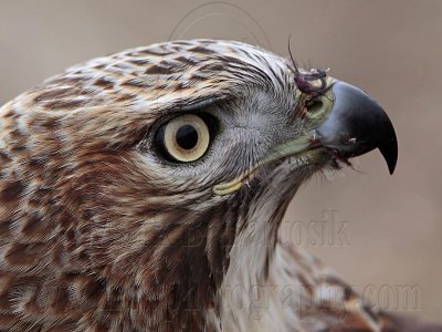 _MG_7484 Red-tailed Hawk.jpg