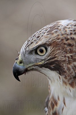 _MG_7511 Red-tailed Hawk.jpg