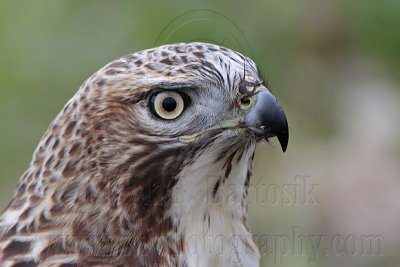 _MG_7532 Red-tailed Hawk.jpg