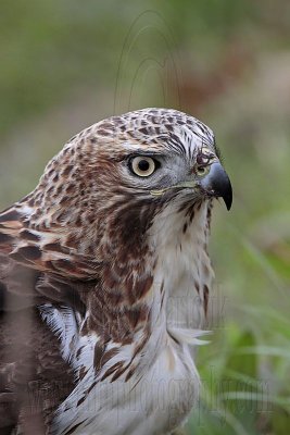 _MG_7546 Red-tailed Hawk.jpg