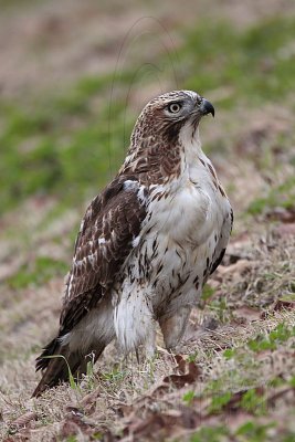 _MG_7599 Red-tailed Hawk.jpg