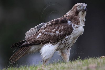 _MG_7613 Red-tailed Hawk.jpg