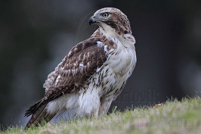 _MG_7619 Red-tailed Hawk.jpg