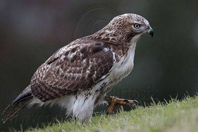 _MG_7676 Red-tailed Hawk.jpg