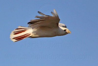 _MG_8483 Leucistic Red-tailed Hawk.jpg