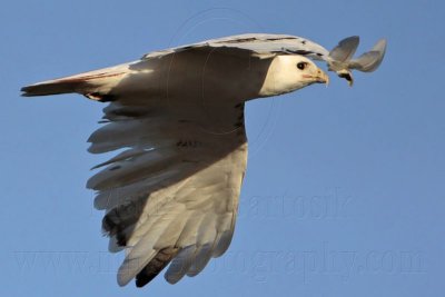 _MG_8496 Leucistic Red-tailed Hawk.jpg