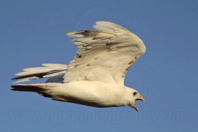 _MG_8499 Leucistic Red-tailed Hawk.jpg