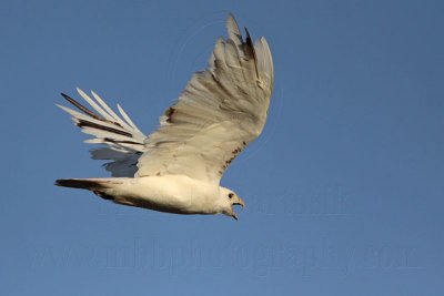 _MG_8503 Leucistic Red-tailed Hawk.jpg