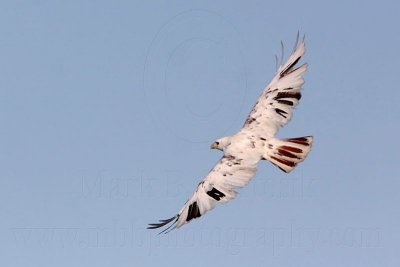 _MG_1412 Leucistic Red-tailed Hawk.jpg